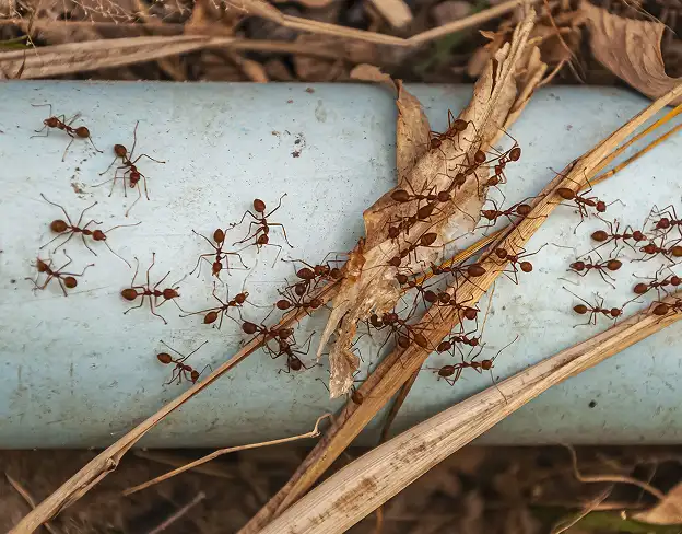 Ant infestation control