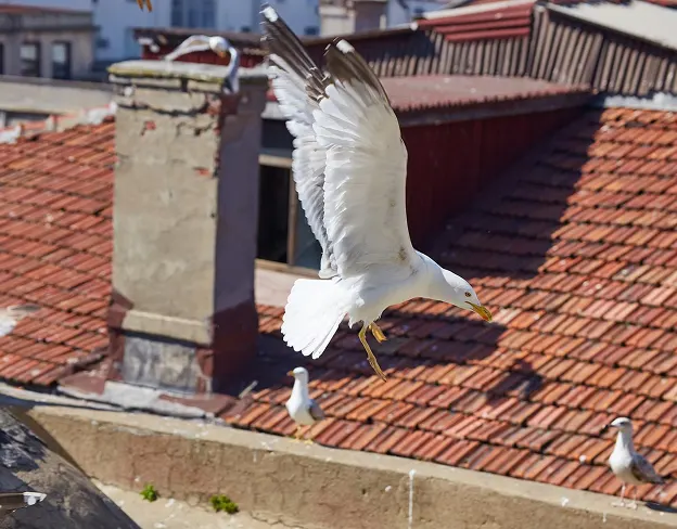 Bird control proofing