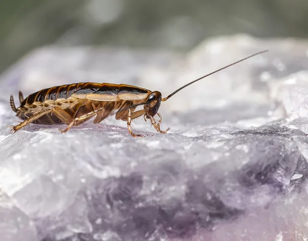 Cockroach control