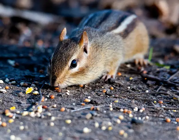 Rodent control