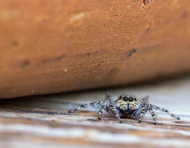 Spider control
