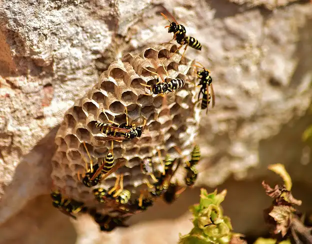 Wasps control